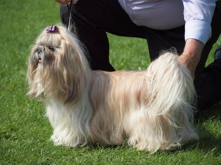 Shih Tzu Danmark